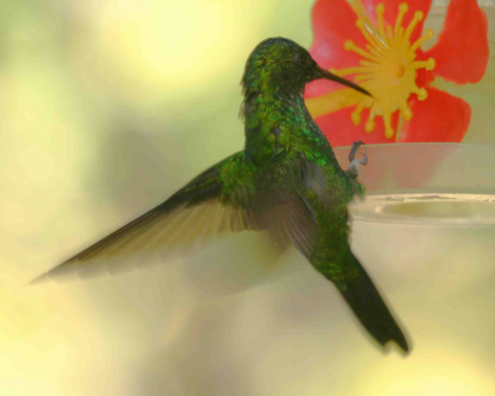 Glittering bellied Emerald